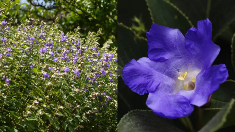 Karvi Flower: फिर 8 साल बाद खिला कर्वी फूल