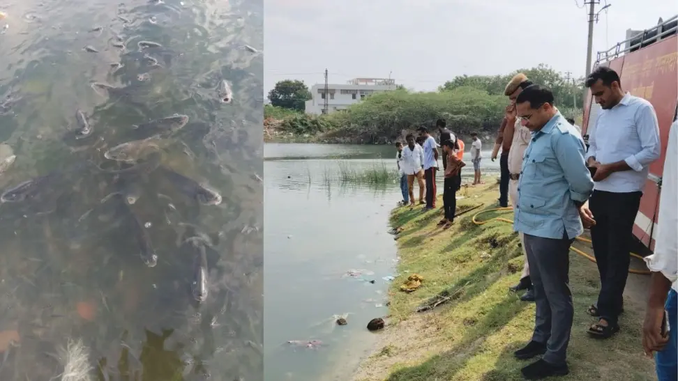 Pali के लाखोटिया तालाब में पहुंचा गंदा पानी, मछलियों की तड़प से मचा हड़कंप, समय पर कार्रवाई से टला बड़ा नुकसान 1 लाखोटिया तालाब