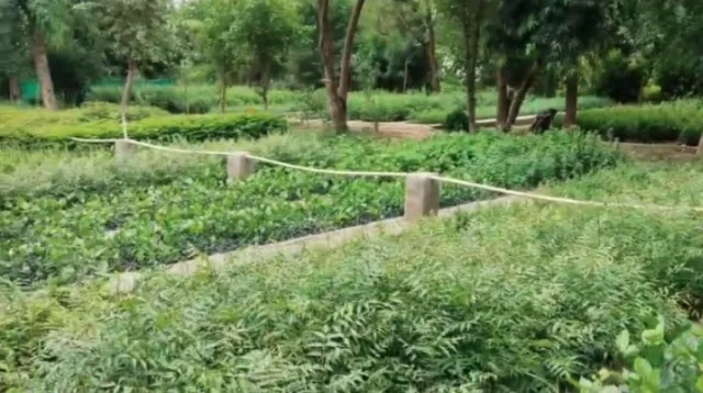 Sojat Road वन प्रयोगशाला में 2 लाख पौधे तैयार, 14,000 का वितरण