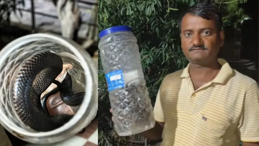 Pali में एक ही दिन में चार सर्पदंश की घटनाएं, जिले में दहशत का माहौल