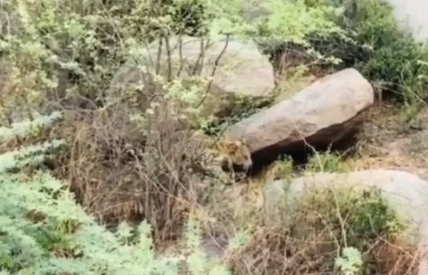 Posalia के वाण गांव में पैंथर का हमला, दो लोग घायल