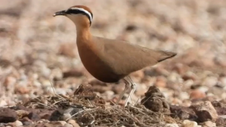 Jaisalmer में दिखाई दिए इंडियन कोर्सर पक्षी