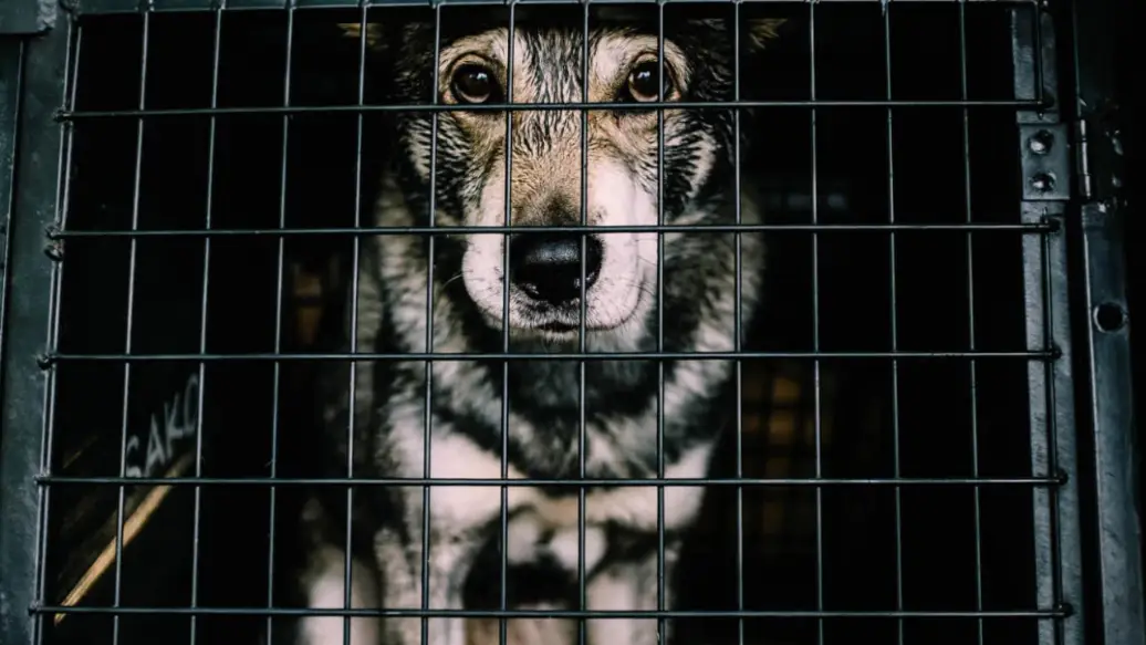 Delhi NCR से Stray Dogs हटेंगे, मगर 10 लाख कुत्तों को कहाँ रखा जाएगा?