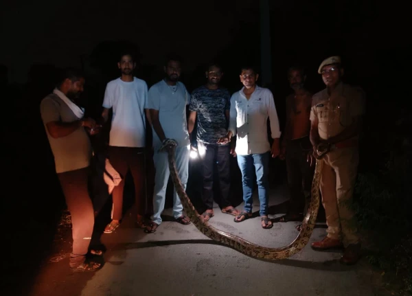 Rajsamand में देर रात मचा हड़कंप, 13 फीट लंबा अजगर मिला रास्ते में 4 WhatsApp Image 2025 09 03 at 12