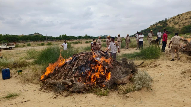 Barmer में 3 करोड़ की अवैध डोडा पोस्त और स्मैक को पुलिस ने किया नष्ट 14 WhatsApp Image 2025 09 30 at 12 1