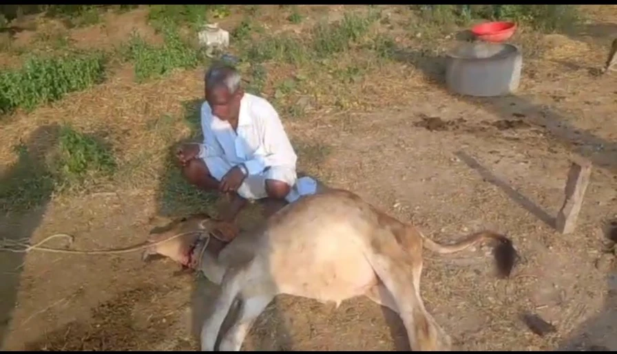 Rajsamand : पैंथर ने गाय के दो बछड़े में से एक का किया शिकार तो दूसरे को किया घायल, ग्रामीणों में पैंथर का भय व्याप्त 12 WhatsApp Image 2025 10 23 at 1