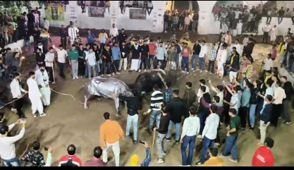 Rajsamand: मंदिर के गोवंश की शरीर सौष्ठव प्रतियोगिता हुई आयोजित 21 WhatsApp Image 2025 10 31 at 4 1